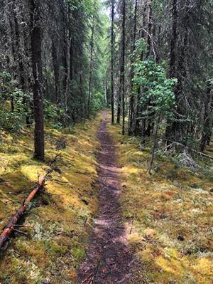 Trail - Cranberry Trail